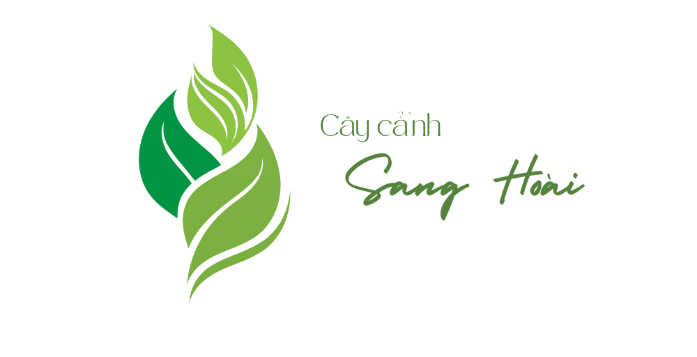 Cây cảnh Sang Hoài